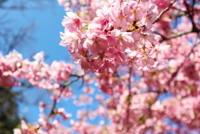 河津桜