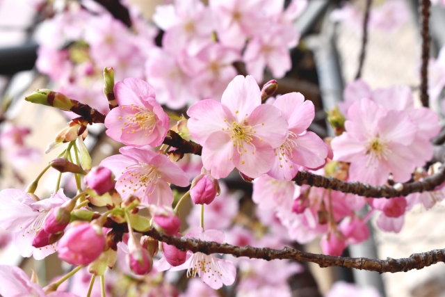 河津桜