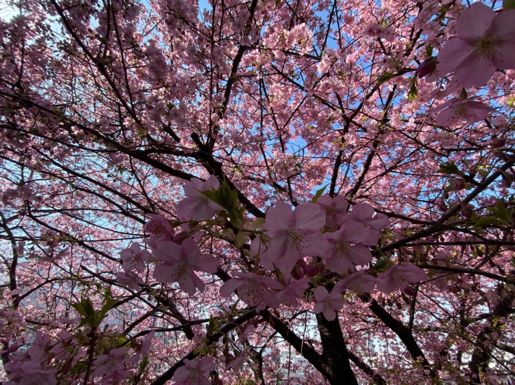 桜