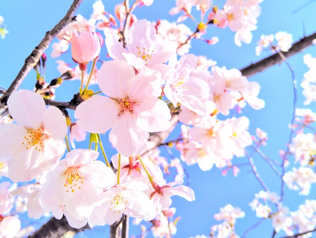 桜