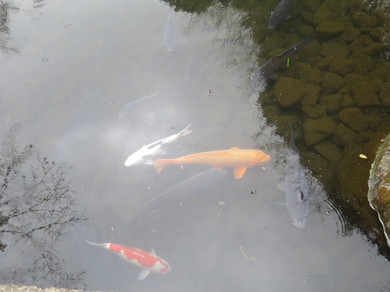 池田山公園の池の鯉