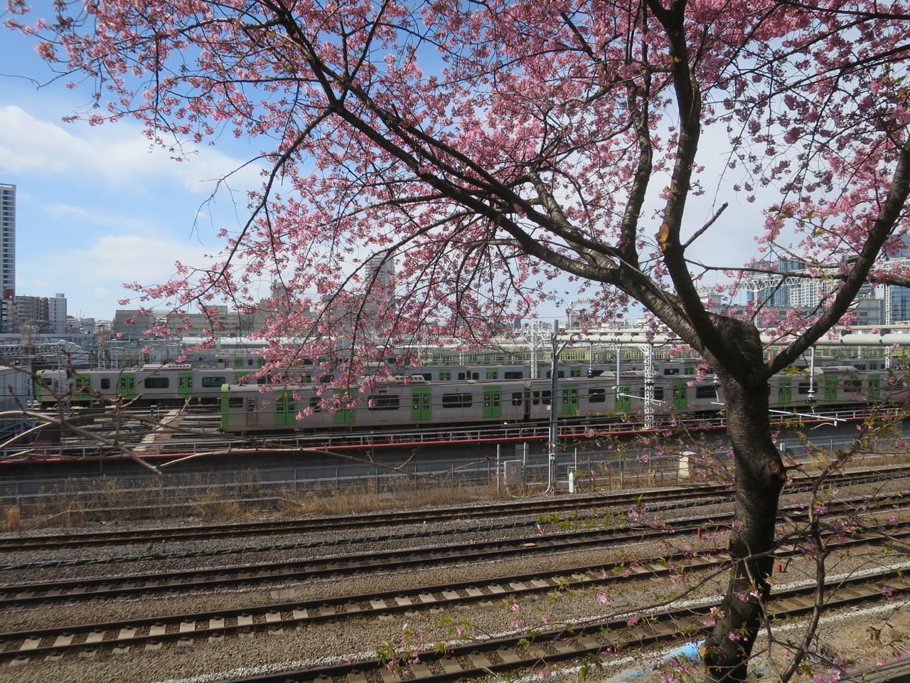 大井町駅近くの桜と山手線