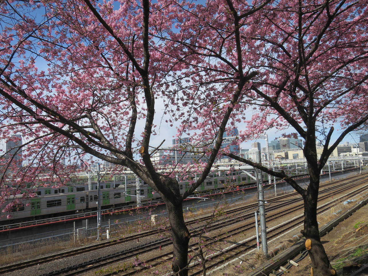 大井町駅近くの桜と山手線