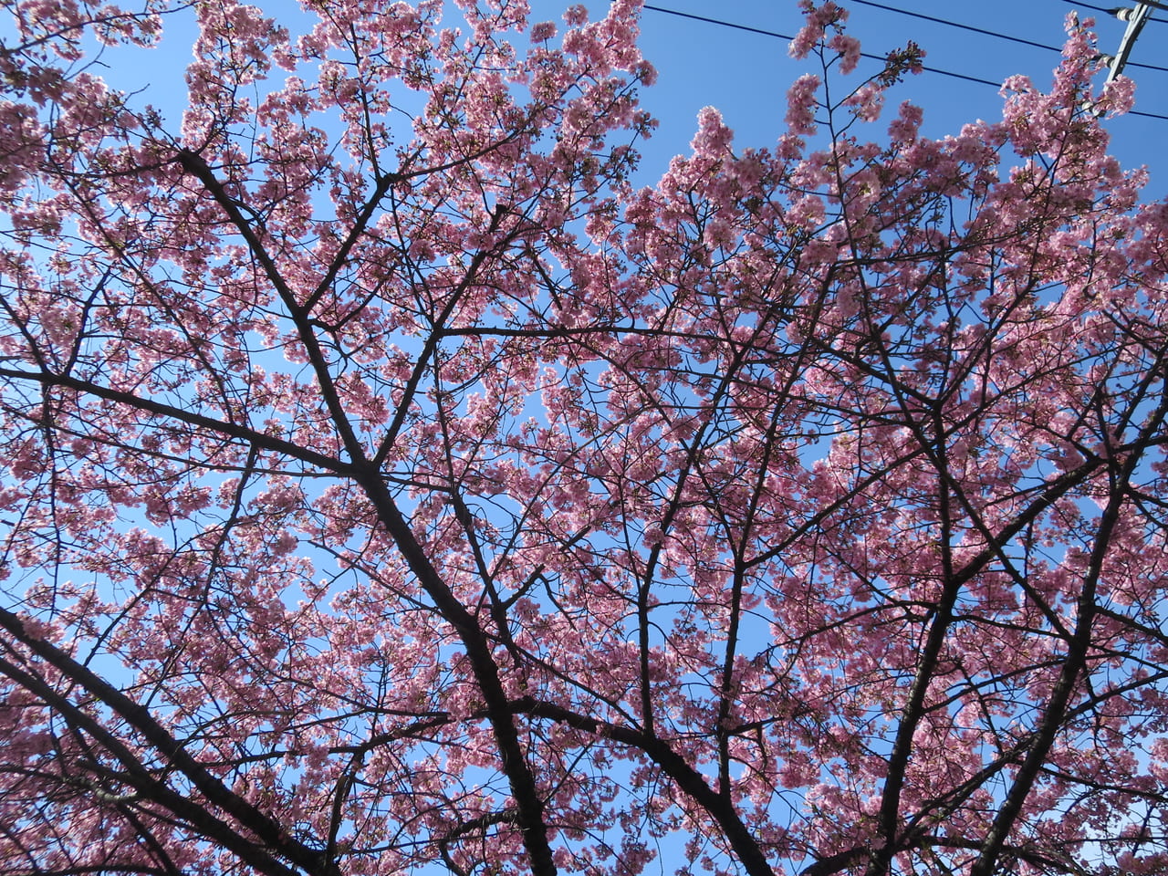 大井町駅近くの桜