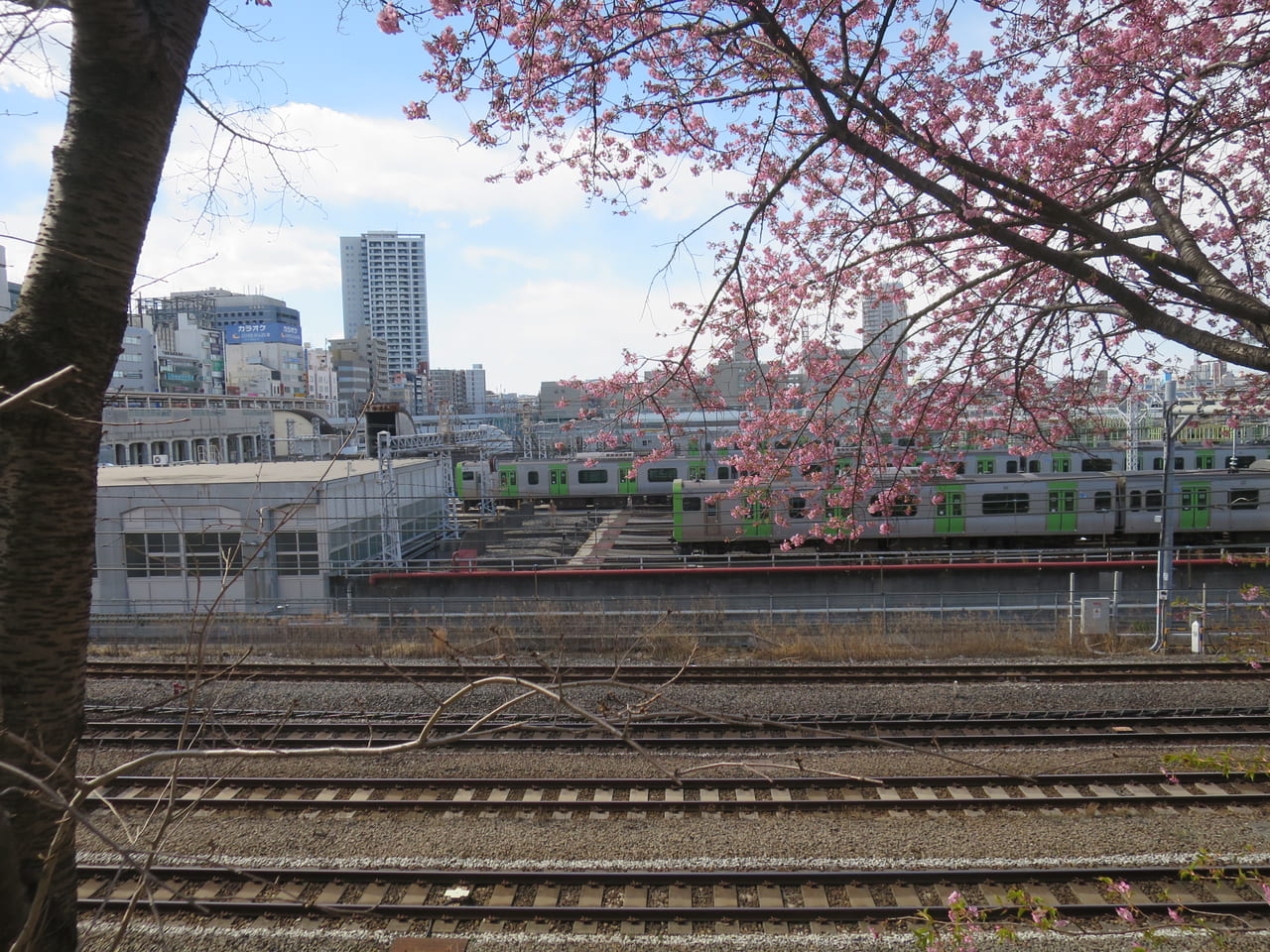 大井町駅近くの桜と山手線