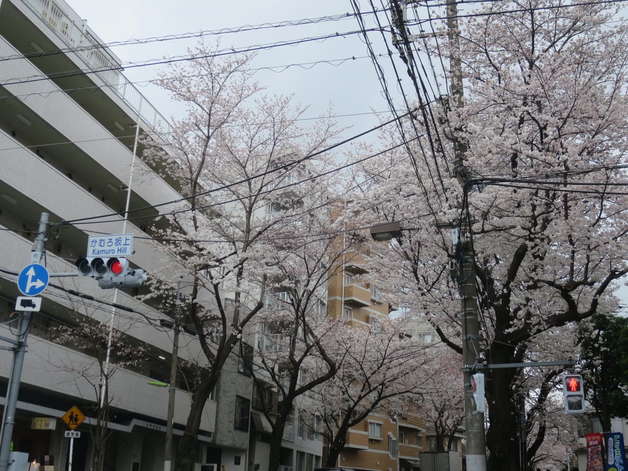 かむろ坂上交差点の桜