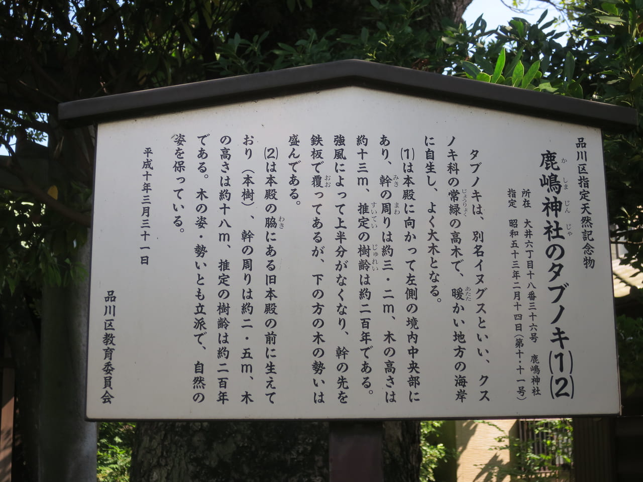 鹿嶋神社タブノキ
