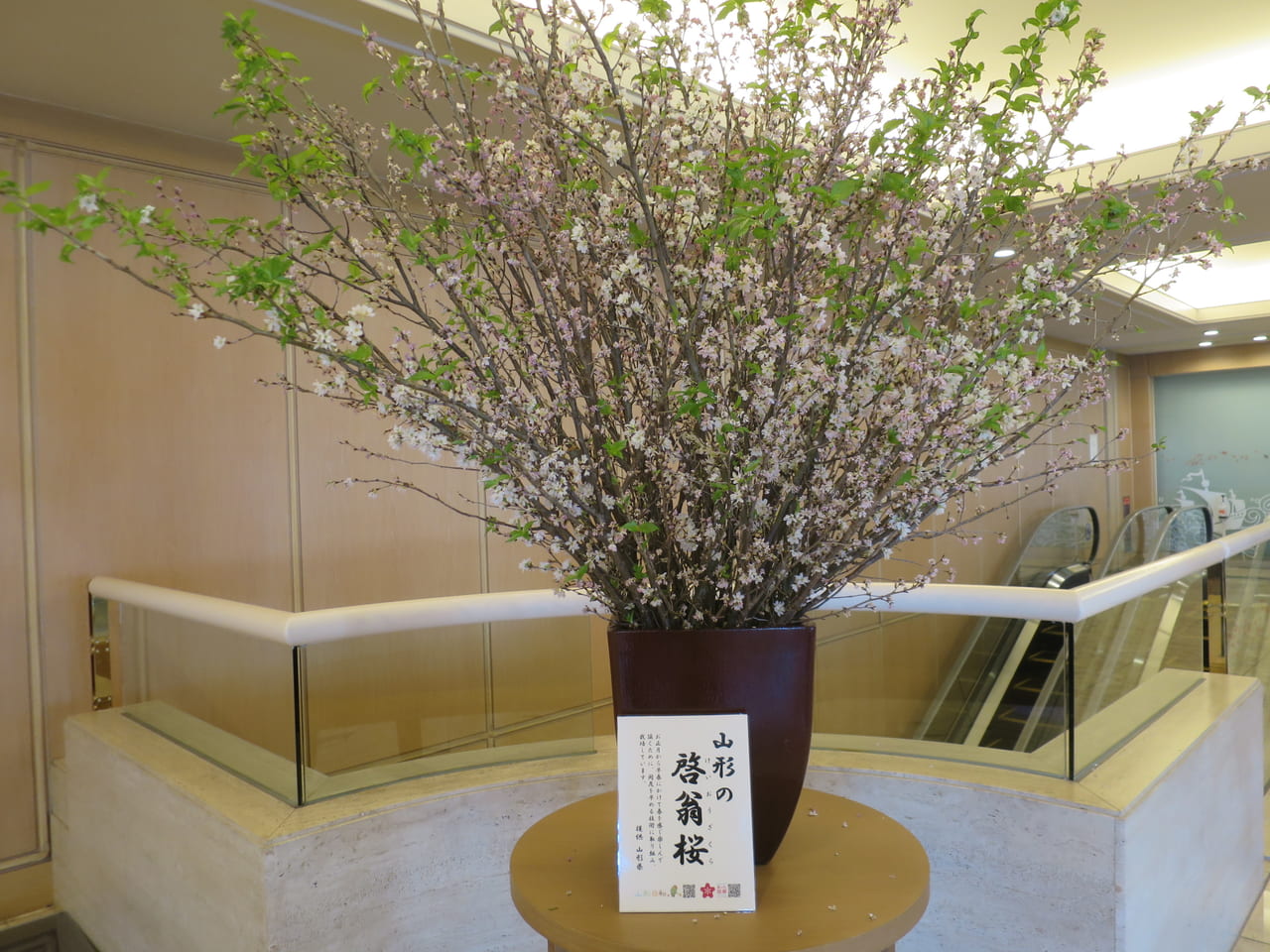 第一ホテル東京シーフォートに飾られた啓翁桜