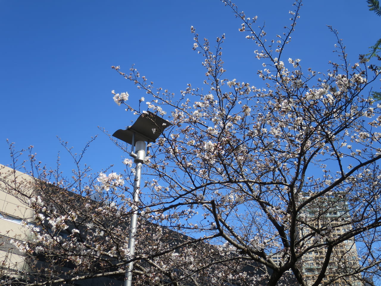 目黒川の桜