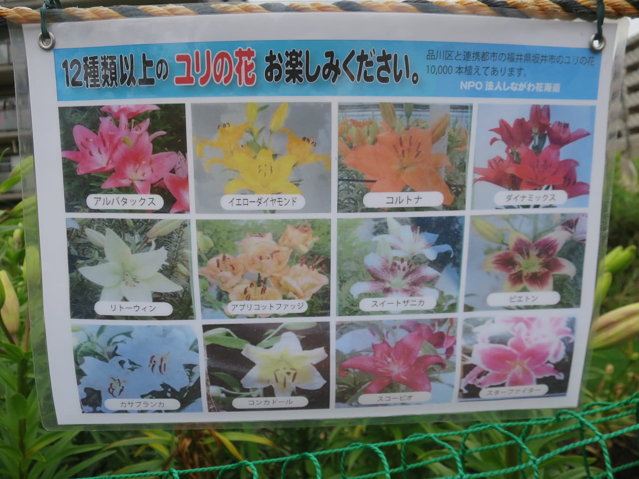 鮫洲入江広場公園のユリの花の種類