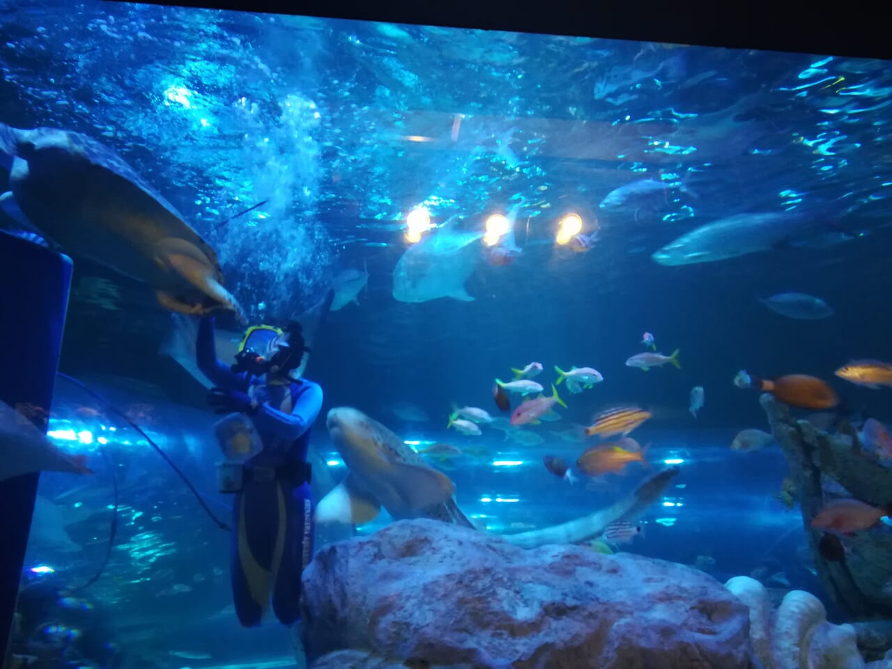 しながわ水族館