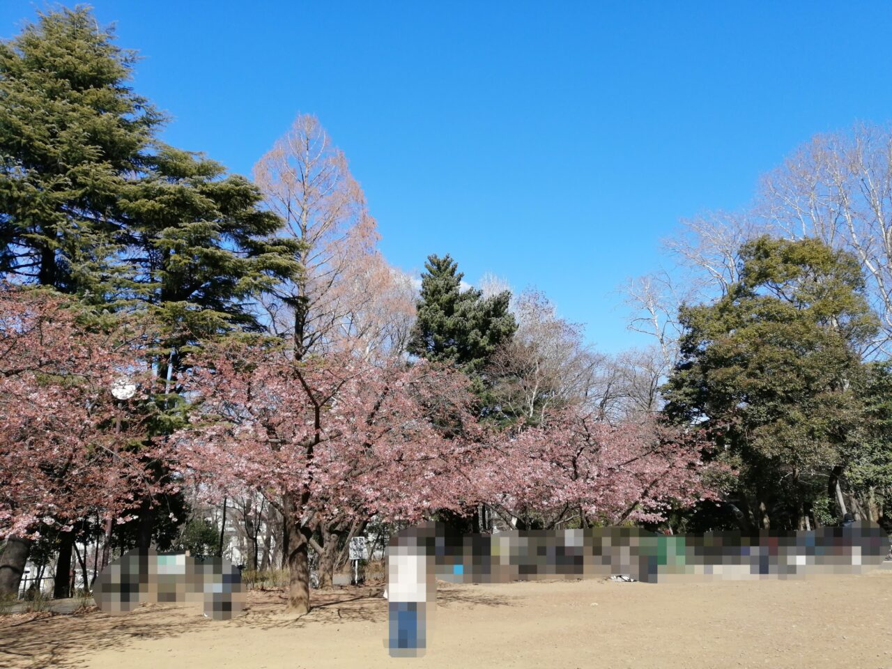 林試の森公園河津桜