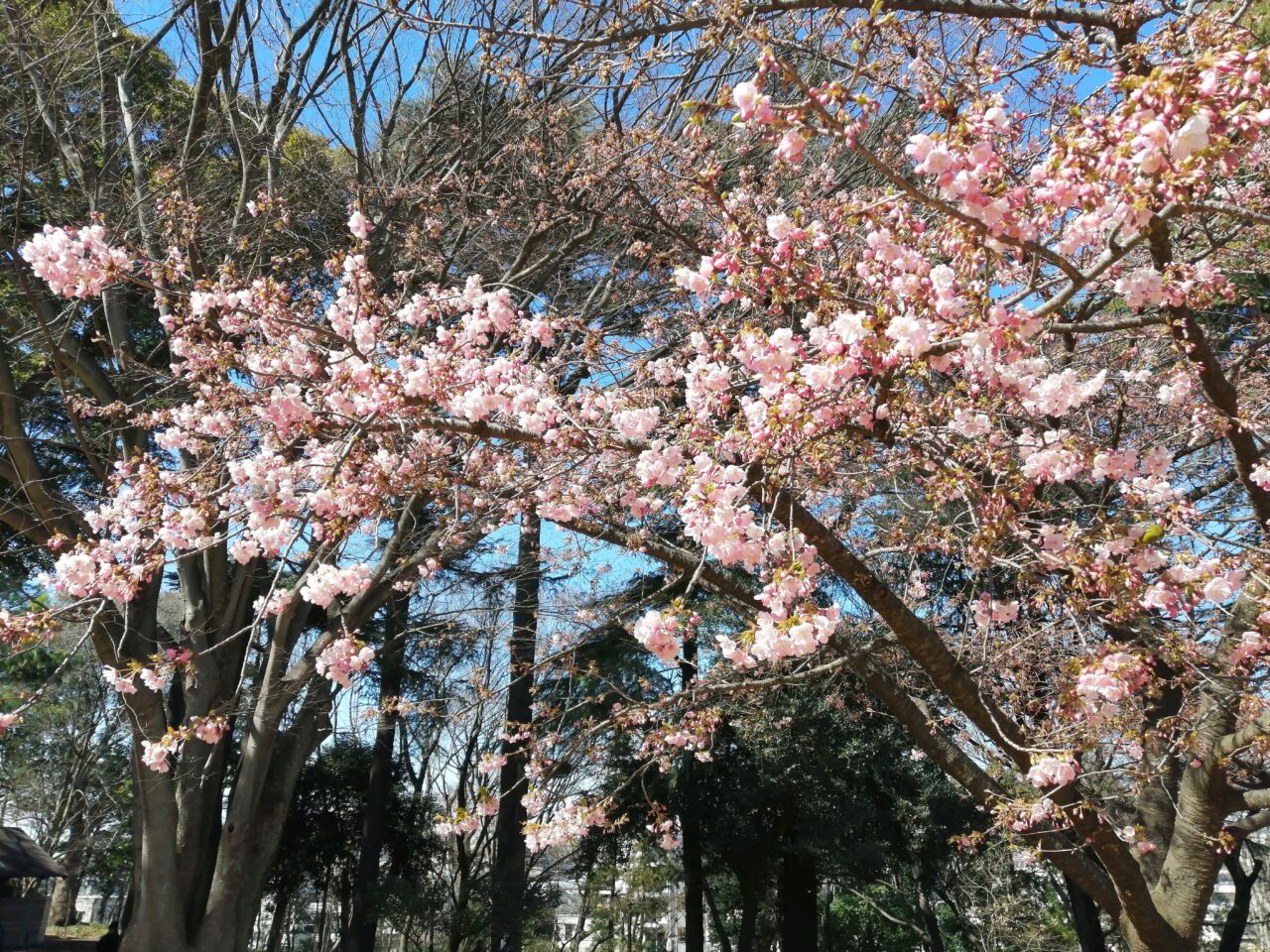 林試の森公園河津桜