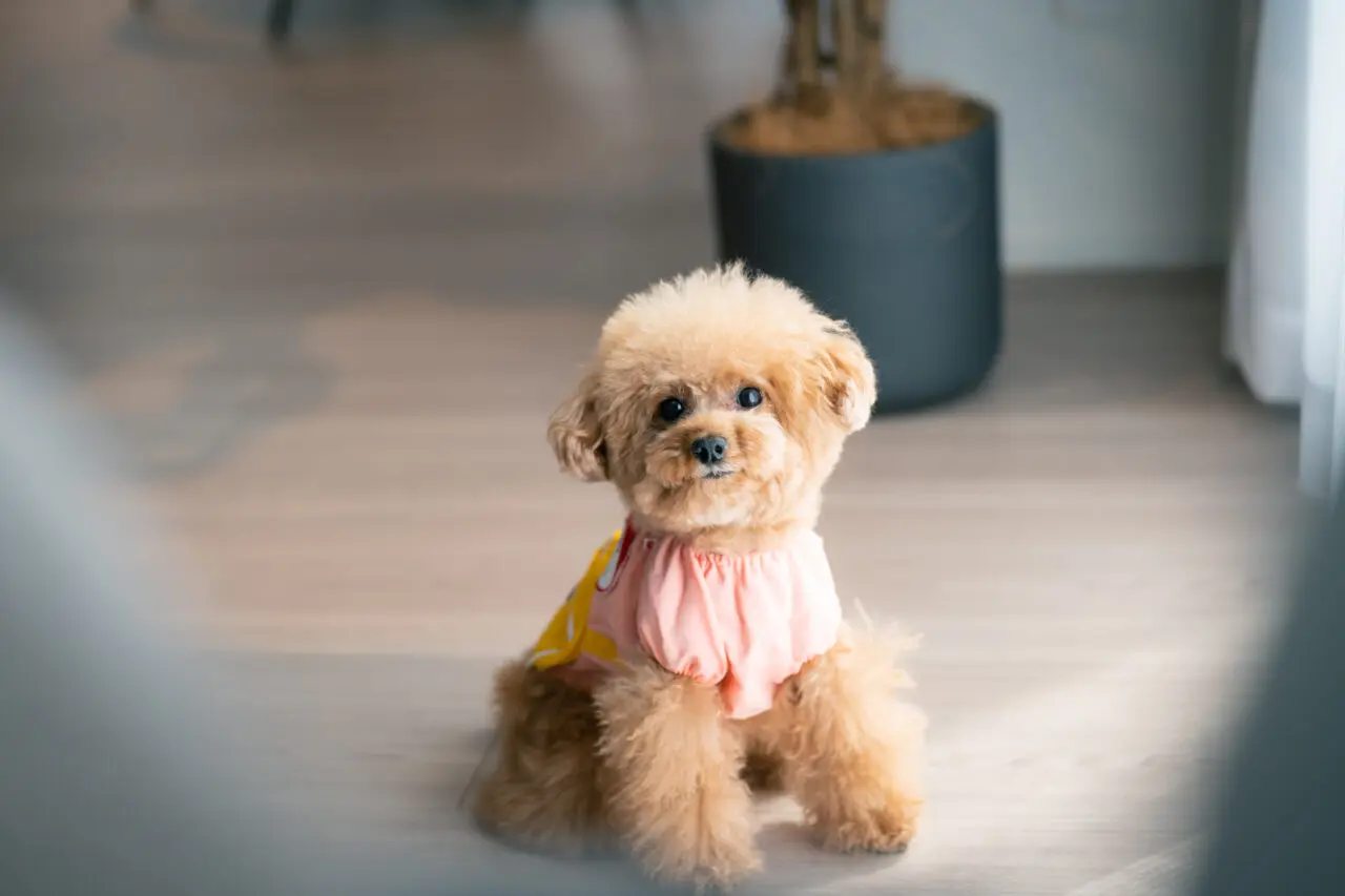 犬