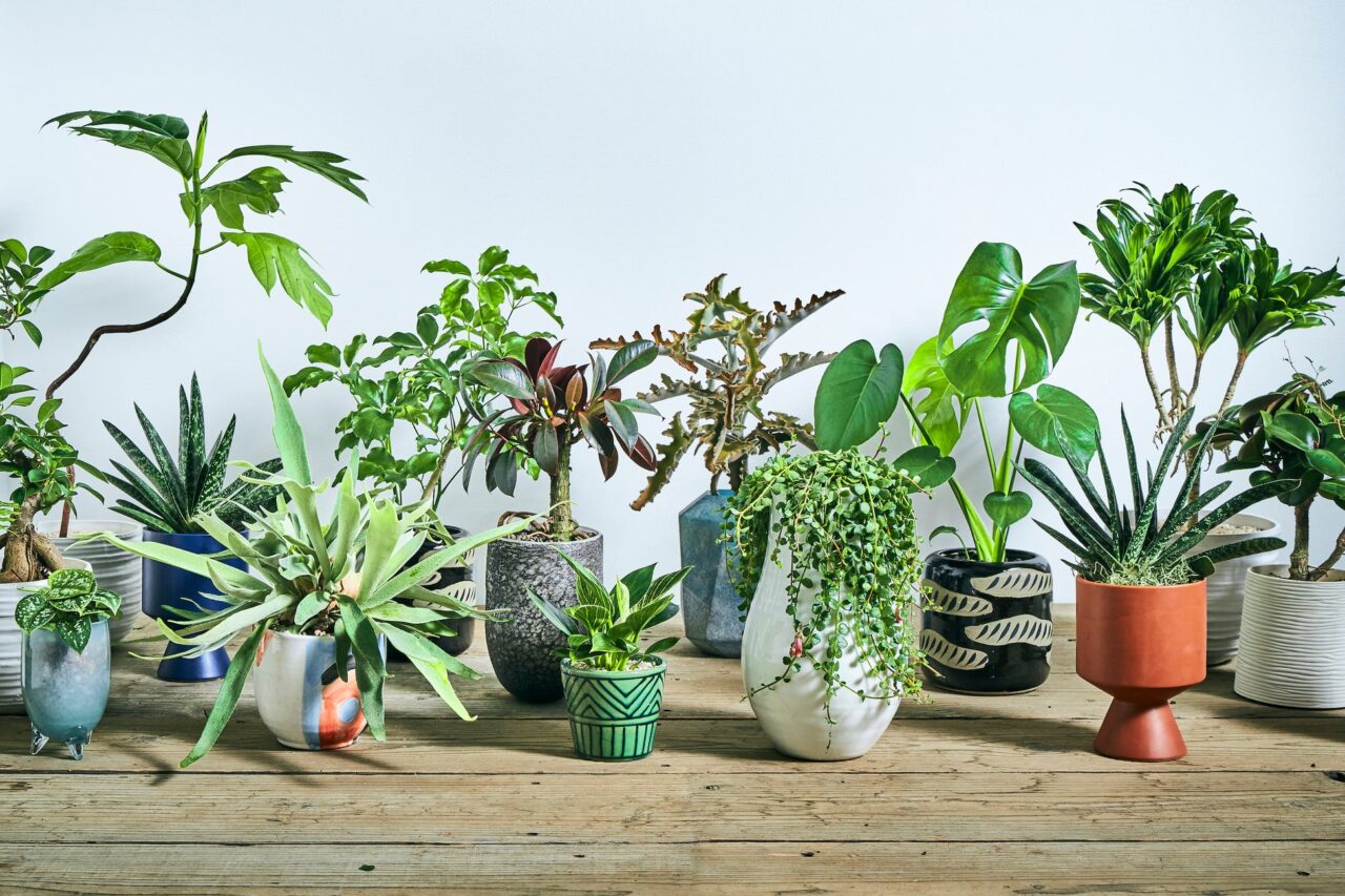 青山フラワーマーケット 大井町トラックス店