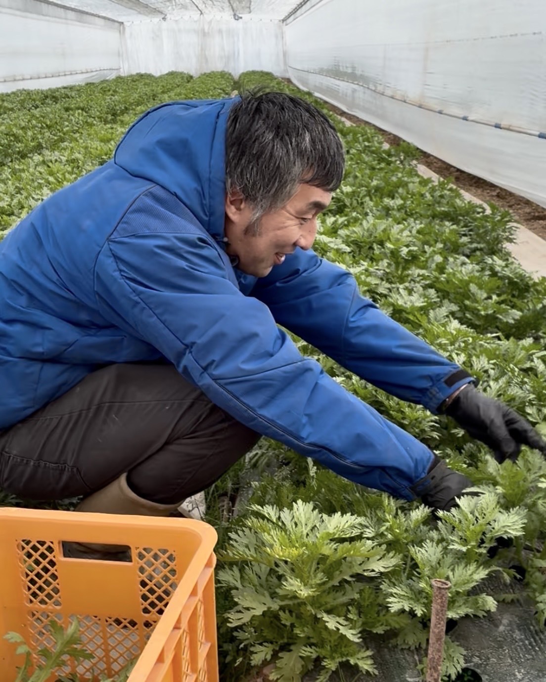 キッズチアTwinkle star